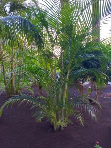 PDE_Barcelo_Margaritas002