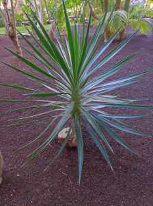 PDE_Barcelo_Margaritas003