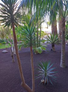 PDE_Barcelo_Margaritas004