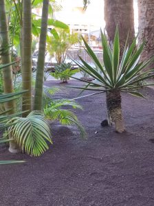 PDE_Barcelo_Margaritas005