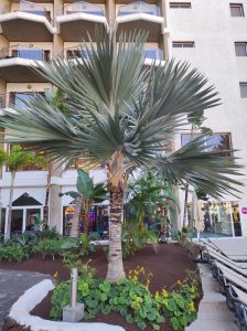 PDE_Barcelo_Margaritas010