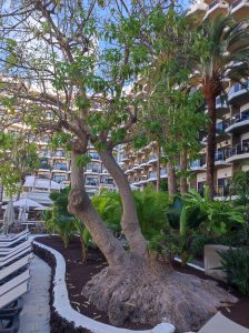 PDE_Barcelo_Margaritas011