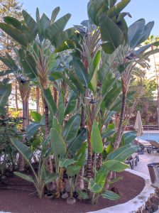 PDE_Barcelo_Margaritas012