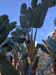 PDE_Barcelo_Margaritas013