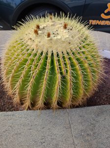 PDE_Barcelo_Margaritas017