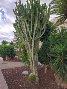 PDE_Barcelo_Margaritas019