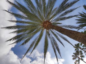 PDE_Barcelo_Margaritas020