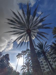 PDE_Barcelo_Margaritas021