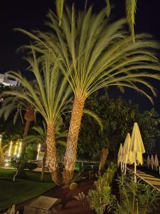 PDE_Barcelo_Margaritas031